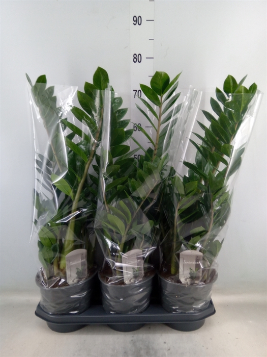 <h4>Zamioculcas zamiifolia</h4>