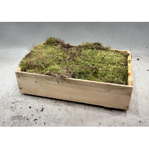 Mos Platmos In Houten Kistje