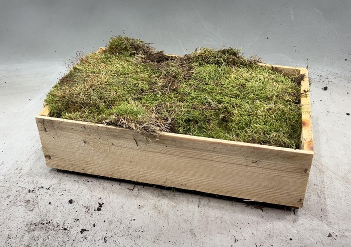 <h4>Mos Platmos In Houten Kistje</h4>