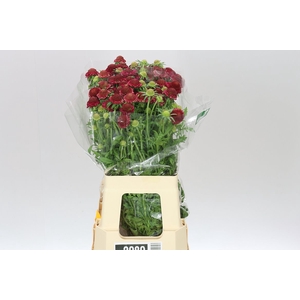 Scabiosa Atr Raspberry Scoop