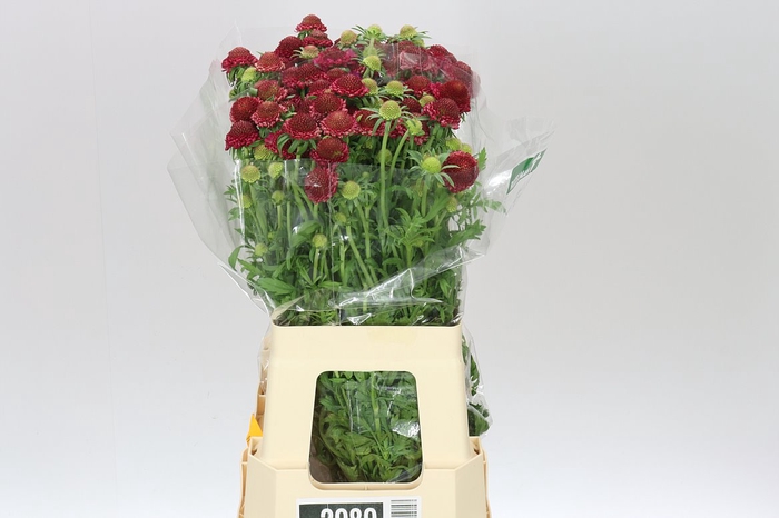 <h4>Scabiosa Atr Raspberry Scoop</h4>