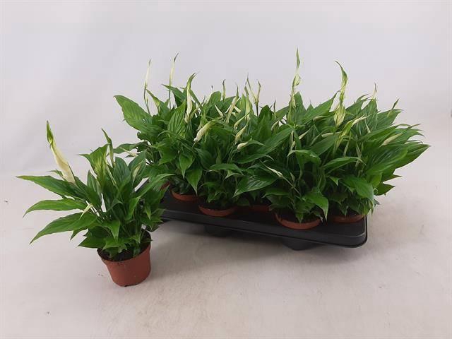 <h4>SPATH CHOPIN</h4>