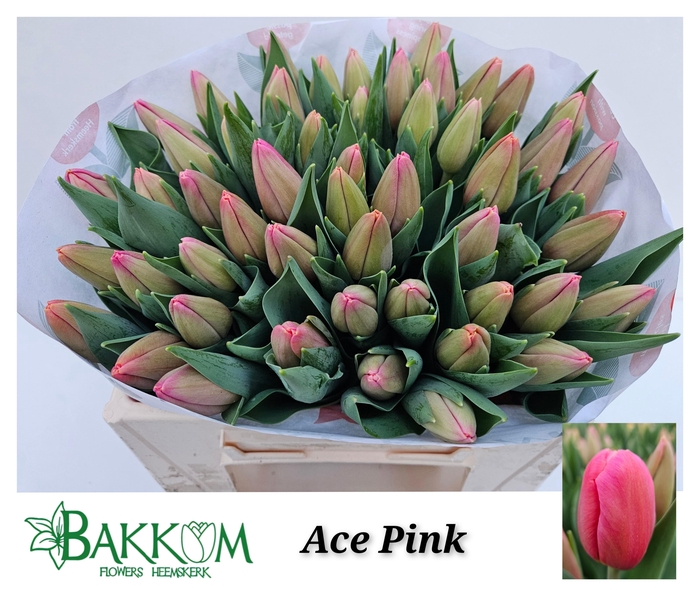 <h4>TU EN ACE PINK</h4>