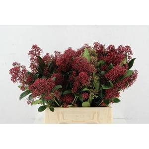 SKIM RUBELLA PER BUNCH 10BL