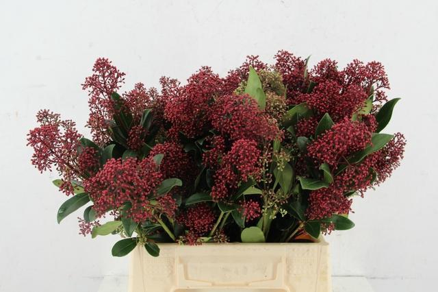 <h4>SKIM RUBELLA PER BUNCH 10BL</h4>