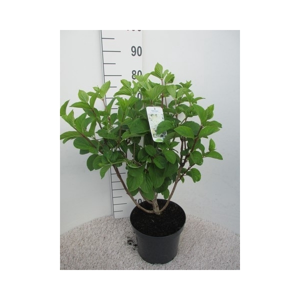 <h4>Hydrangea paniculata Silver Dollar str. 110 cm P26</h4>