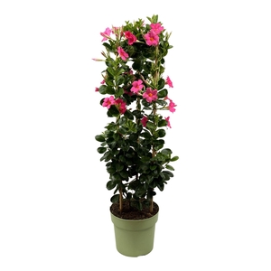 Mandevilla Sundaville Classic Pink in toren (Dipladenia)
