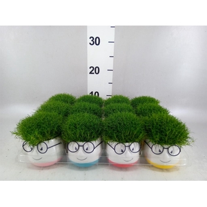 Arr.   Kamerplant Groen L%