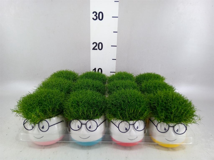 <h4>Arr.   Kamerplant Groen L%</h4>
