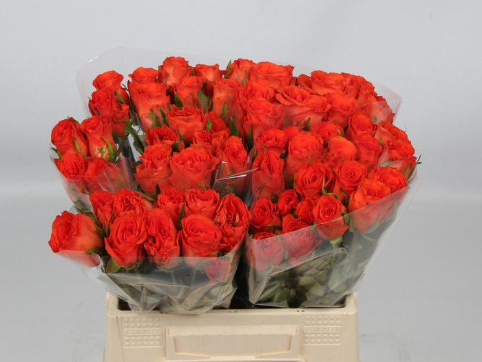 <h4>R GR GARFIELD+</h4>