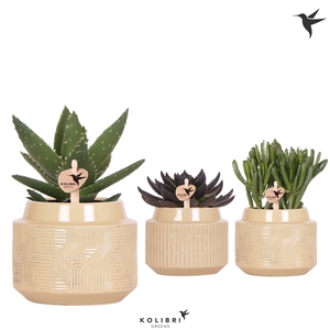 Kolibri Greens Succulenten mix in Maze pot khaki