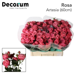 R Tr Artesia Extra