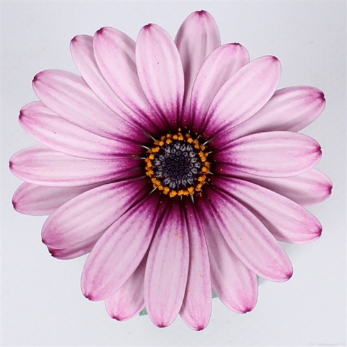 <h4>OSTEOSPERMUM ECKLONIS  P11</h4>