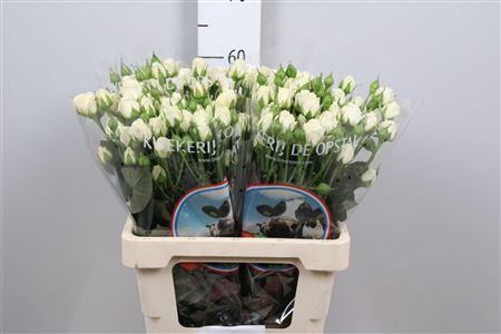 <h4>R Tr Belarus+</h4>