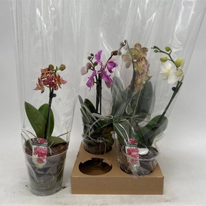 PHAL GEM