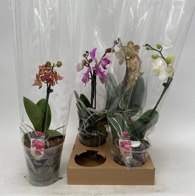 <h4>PHAL GEM</h4>