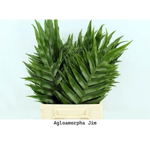 Agloamorpha Jim 50cm