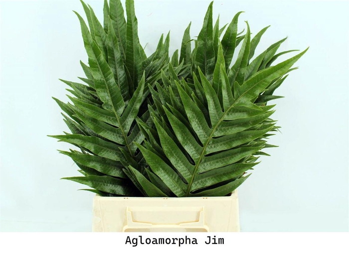 <h4>Agloamorpha Jim 50cm</h4>