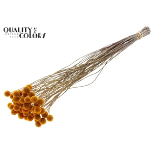 Craspedia Dried Apricot
