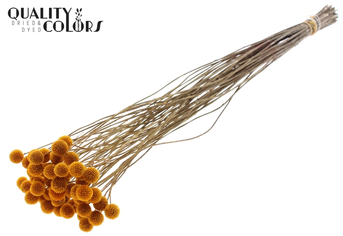 <h4>Craspedia Dried Apricot</h4>