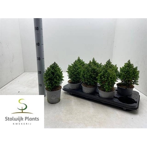 !! PROMO !! CHAMAECYPARIS THYOIDES SPITSBERGEN P12