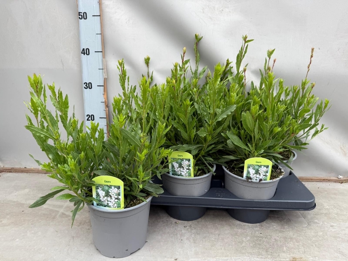 <h4>Gaura lindheimeri 'Belleza White'</h4>