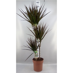 Dracaena marg. 'Magenta'