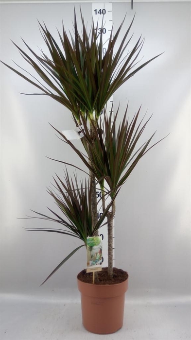 <h4>Dracaena marg. 'Magenta'</h4>