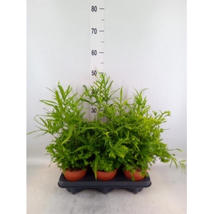 Pteris cretica 'Roeweri'