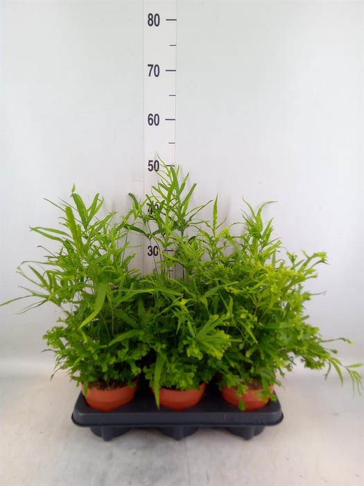 <h4>Pteris cretica 'Roeweri'</h4>