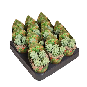 Sedum Burritum Potcover