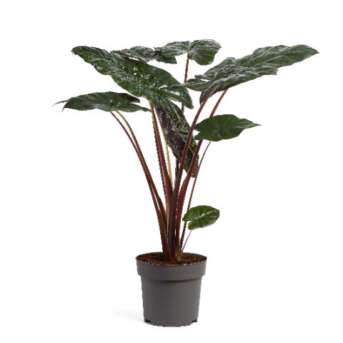 <h4>Alocasia saraw. 'Yucatan Princess'</h4>