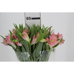 ALSTROEMERIA DUBAI 080 CM
