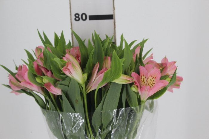 <h4>ALSTROEMERIA DUBAI 080 CM</h4>