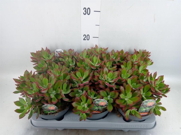 <h4>Echeveria pulvinata 'Devotion'</h4>