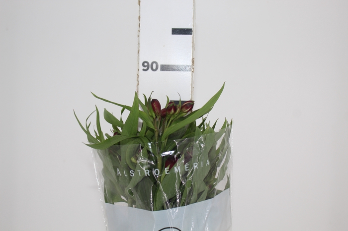 <h4>ALSTROEMERIA NAPOLI 080 CM</h4>