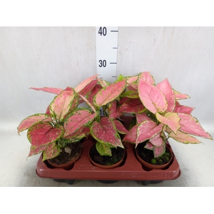 Aglaonema   ...