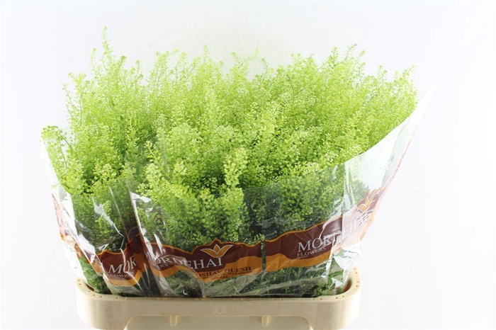 <h4>Thlaspi Green Bell 45 Gram</h4>