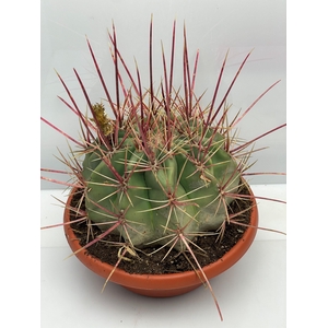FEROCACTUS HAMATACAN