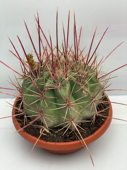 <h4>FEROCACTUS HAMATACAN</h4>