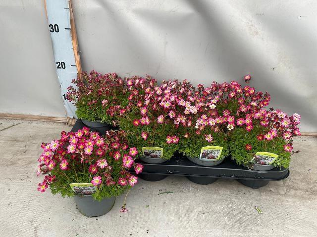 <h4>SAXIF AR ALP ROSE</h4>