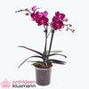 PHAL OV