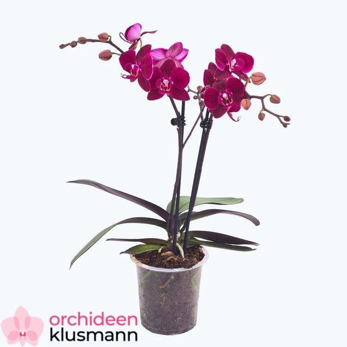 PHAL OV