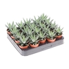 Haworthia Fasciata  Concolor mini AL5019