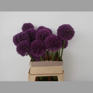 ALLIUM GROOTBLOEMIG