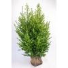 Ilex crenata 'Dark Green' bush 80-100 RB