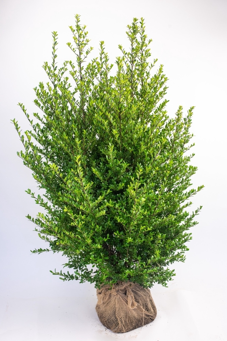 Ilex crenata 'Dark Green' bush 80-100 RB
