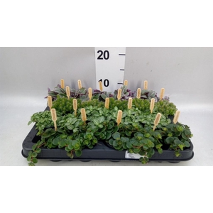 Planten  ..mix
