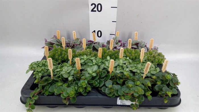 <h4>Planten  ..mix</h4>