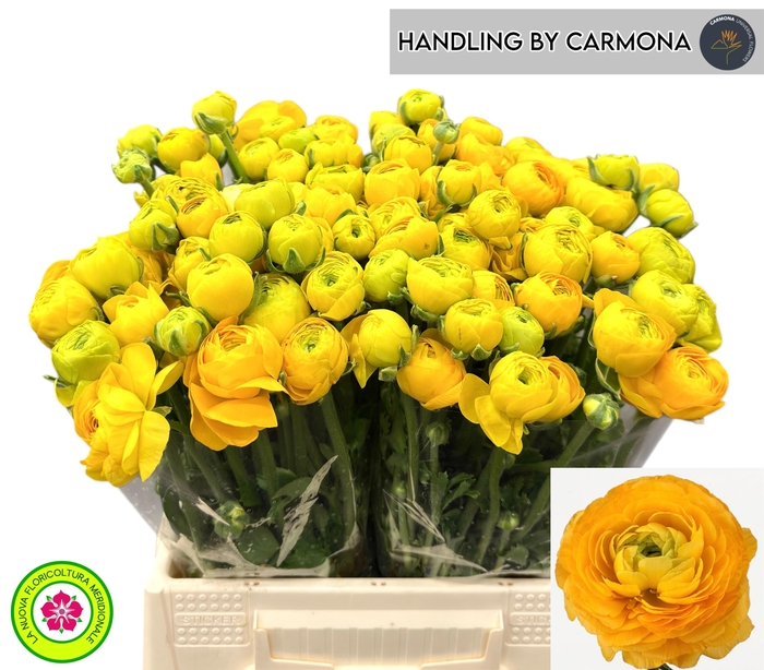 <h4>RAN EL YELLOW</h4>